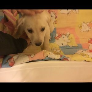 Meet your Posher, Josh